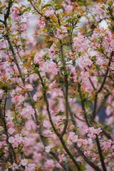 Spring Pink Flower Sea