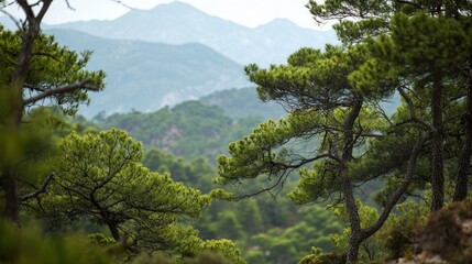 Obraz premium Green mountain forest view