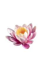 Obraz premium Close up of pink lotus flower isolated on white background