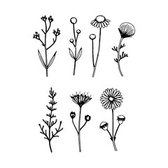Wildflower Drawing. Hand-drawn floral element with wild meadow flowers and natural stems, perfect for botanical designs or rustic aesthetics.