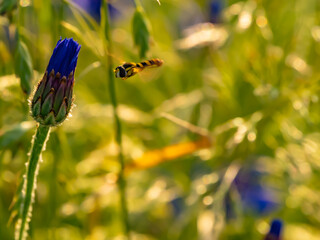 Hoverfly flying near cornflower bud in summer field. Close-up with beautiful evening light and...