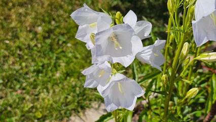 Sweden. Campanula persicifolia, the peach-leaved bellflower, is a flowering plant species in the...