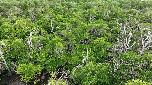 An extensive mangrove forest on a small island near Adonara is home to a vast Sunda flying fox colony, Acerodon mackloti. This tropical region in the Lesser Sunda Islands harbors high biodiversity.
