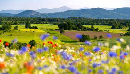 summer bloom meadow in Kaczawskie mountains in Lower Silesia in Poland