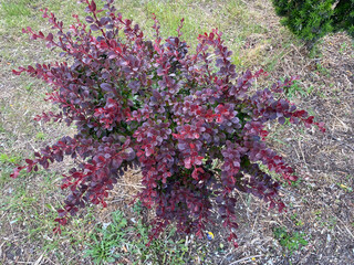 This lush ornamental shrub features striking purple-red leaves that catch the sunlight. It stands...