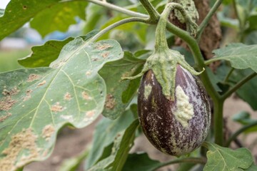 Closeup shot of diseased eggplant sagging on plant with sunken skin and white powdery mold in garden environment
