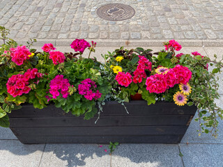A vibrant flower box brimming with pink geraniums and yellow daisies adds charm to a cobblestone...