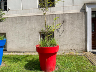 Bright red and blue planters filled with lush grass and a young tree create a lively atmosphere in...