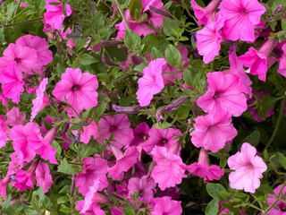 These lush pink petunias flourish in a garden, basking in the sunlight and adding a splash of...