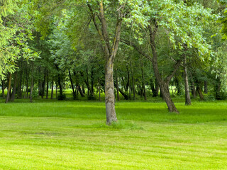 A vibrant green meadow surrounded by tall trees creates a peaceful atmosphere. Sunlight filters...