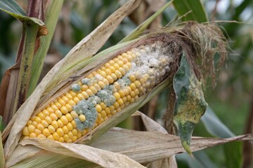 Analyzing overmature corn on the cob with moldy kernels and peeling husk in agricultural fields a comprehensive study of fungal growth and its impact on crop quality