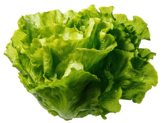 Fresh Green Leaf Lettuce A Vibrant and Healthy Salad Ingredient with Crisp Texture and Natural Color