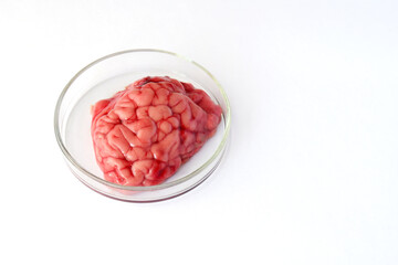 Beef brain in petri dish revealing internal structure and white matter under natural light....