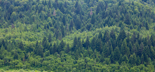 A massive dense forest covers the slopes, showcasing the richness of nature and its grandeur. The...