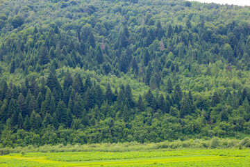 Green fields stretch out before a dense forest covering the mountain slopes. This landscape...