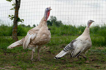Pair of White Free-Range Turkeys Walking in Pasture – Rural Farm Animal Macro Photo