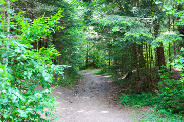 This shot features a forest path winding through a dense green forest, illuminated by sunbeams. The...