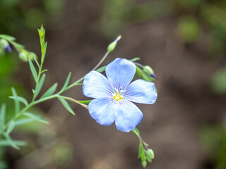 Beautiful blue flax flower in bloom, showcasing delicate petals and vibrant color