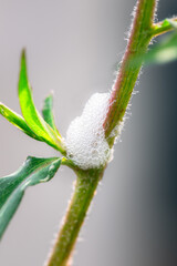 Spittlebug nymph in foam shelter on a plant stem