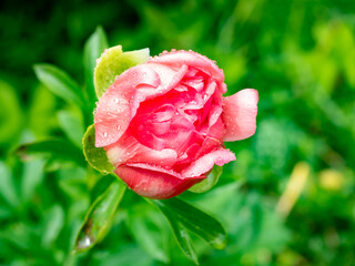 Fresh pink peony bud with dew drops, showcasing beauty in nature