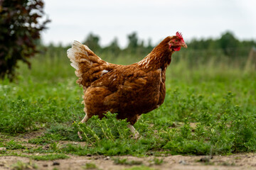 Close-Up of a Brown Free-Range Chicken Walking in Countryside Grass – High-Resolution Poultry Stock Photo