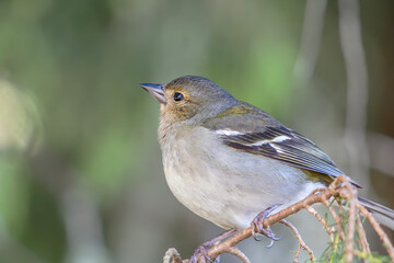 Chaffinch Perched on Tree Branch in Natural Habitat