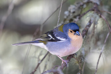 Chaffinch Perched on Tree Branch in a Forest