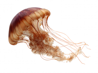 Graceful Jellyfish A Detailed Portrait of Marine Life
