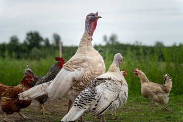 Mixed Poultry Flock of White Turkeys and Chickens Grazing in Countryside – High-Resolution Rural Image