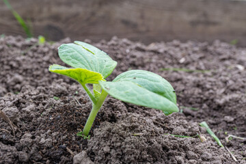Young green plant sprout emerging from soil in garden bed