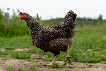 Barred Rock Hen Foraging on Organic Pasture – Free-Range Chicken Stock Photo