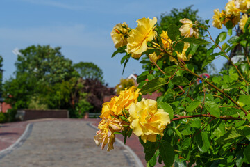 Ein Sommertag in Ostfriesland
