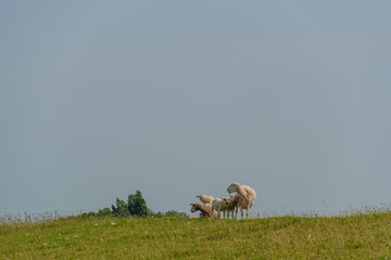 Ein Sommertag in Ostfriesland
