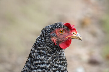 Headshot of Barred Plymouth Rock Hen – High-Resolution Farm Animal Photography