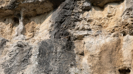 Hirondelles des rochers