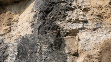 Hirondelles des rochers