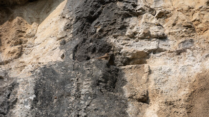 Hirondelles des rochers