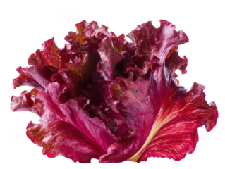 Fresh Radicchio Head Vibrant Purple Leaf Lettuce for Salads and Culinary Creations
