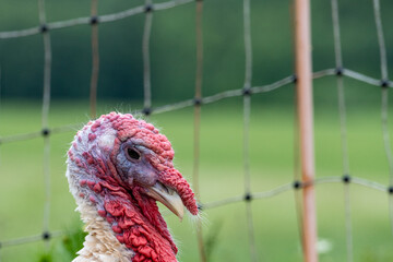 Close-Up Side Portrait of White Turkey with Red Wattle &ndash; Rural Farm Animal Against Fence Background