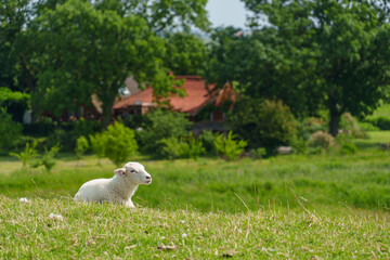 Ein Sommertag in Ostfriesland
