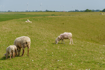 Ein Sommertag in Ostfriesland