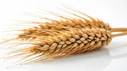 Wheat ears isolated on a white background for agricultural, food, or nutrition concepts. For illustrating grain, harvest, or healthy eating topics