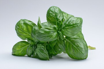 Fototapeta premium Fresh Basil Leaves on White Background with Studio Lighting