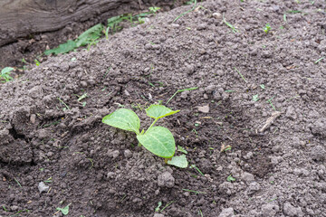 Young green seedling emerging from fertile soil in garden