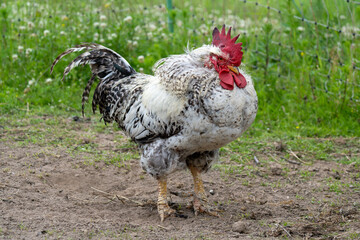 Full Body Rooster Standing Proud on Farm Ground with Colorful Feathers. Rural Farmyard Rooster in...