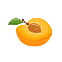 Apricot with leaf and half of apricot realistic fruit set. Vector
