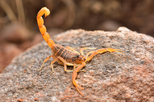 Closeup of the endemic Spanish yellow scorpion Buthus elongatus from M&aacute;laga, Andalusia, photographed on a stone in its biotope.