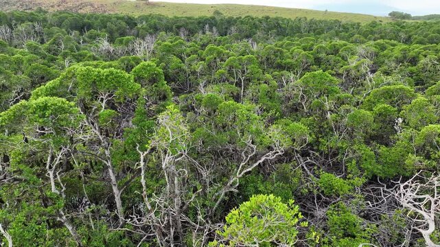 An extensive mangrove forest on a small island near Adonara is home to a vast Sunda flying fox colony, Acerodon mackloti. This tropical region in the Lesser Sunda Islands harbors high biodiversity.