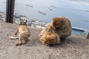 One monkey is grooming another, while a third monkey is nearby playing with a piece of trash