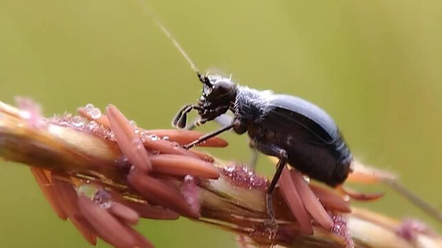 black cricket on the leaf